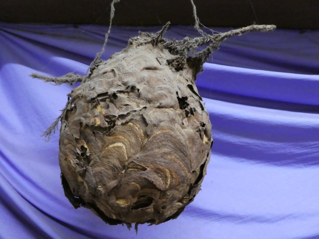 「下松市若宮町」アシナガバチ駆除の画像イメージ