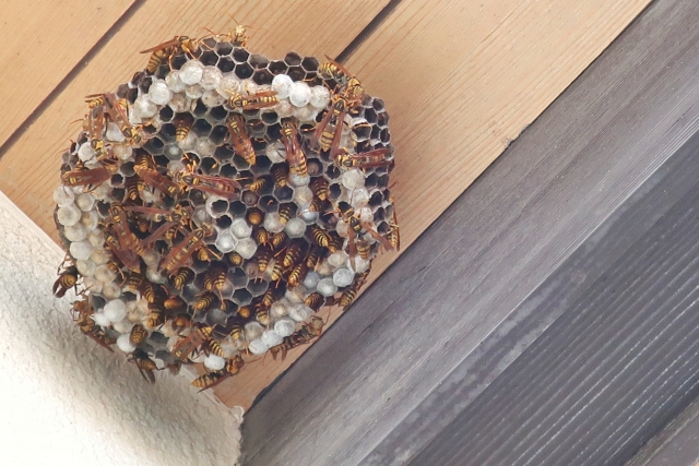 「福島市岩ノ前」ミツバチ駆除の画像イメージ