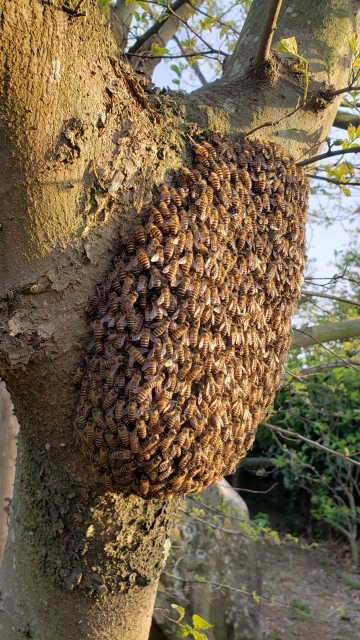 「臼杵市大泊」ヒメスズメバチ駆除の画像イメージ