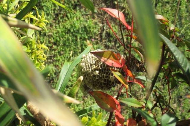 「竹原市高崎町」ヒメスズメバチ駆除の画像イメージ