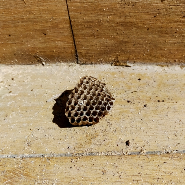 「本宮市本宮富ヶ峰」ミツバチ駆除の画像イメージ