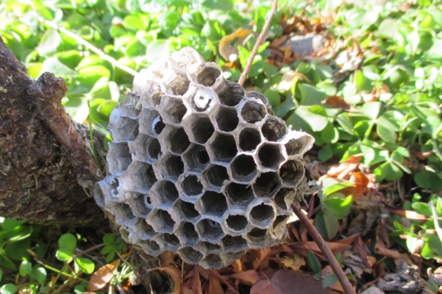 「竹原市港町」ヒメスズメバチ駆除の画像イメージ