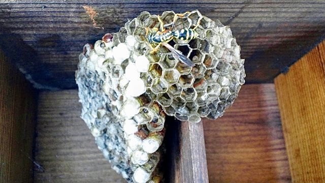 「大分市高城新町」ミツバチ駆除の画像イメージ