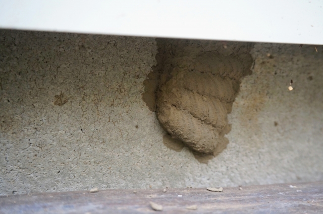 「三次市布野町横谷」アシナガバチ駆除の画像イメージ