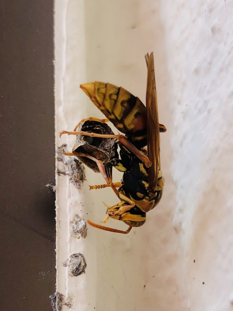 「郡山市富久山」オオスズメバチ駆除の画像イメージ