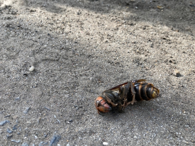 「竹田市荻町高城」キイロスズメバチ駆除の画像イメージ