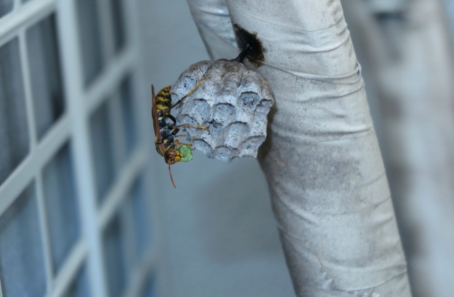 「合志市御代志」ヒメスズメバチ駆除の画像イメージ