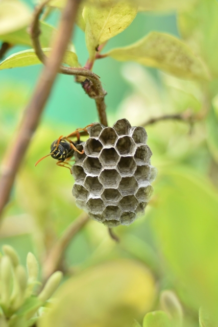 「佐賀市川副町小々森」キイロスズメバチ駆除の画像イメージ