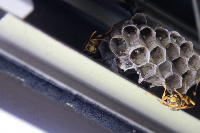 「基山町けやき台」コガタスズメバチ駆除の画像イメージ