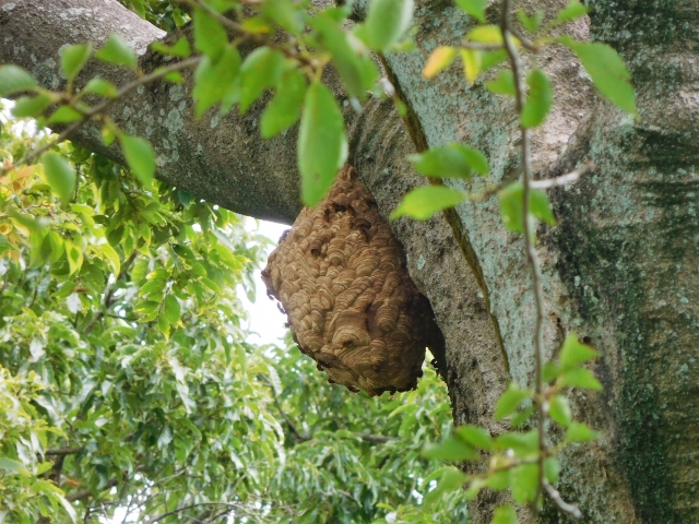 「大竹市本町」オオスズメバチ駆除の画像イメージ