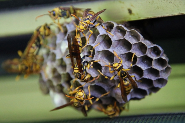 「由布市挾間町内成」ミツバチ駆除の画像イメージ