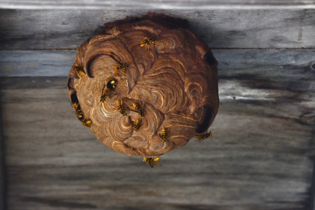 「宇佐市院内町五名」キイロスズメバチ駆除の画像イメージ