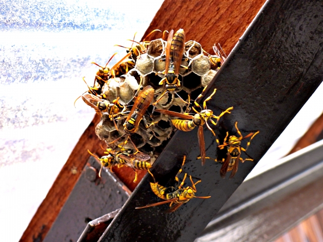 「山口市徳地串」スズメバチ駆除の画像イメージ