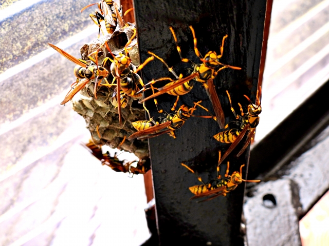 「竹原市忠海中町」コガタスズメバチ駆除の画像イメージ