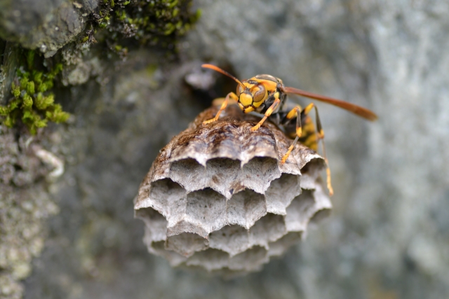 「薩摩川内市湯田町」ミツバチ駆除の画像イメージ