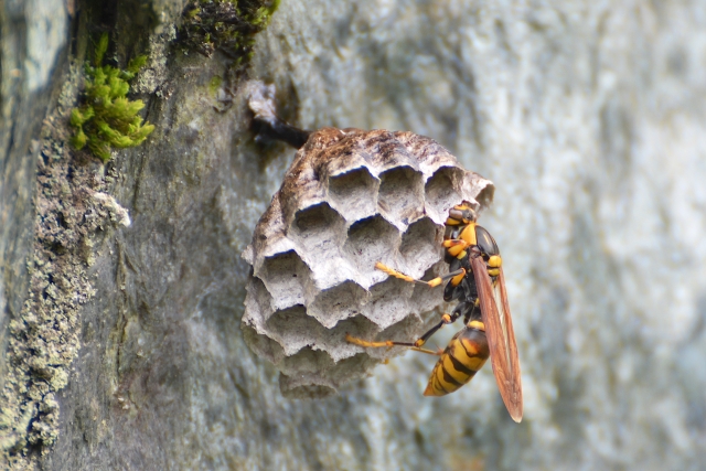 「山口市阿知須」ミツバチ駆除の画像イメージ