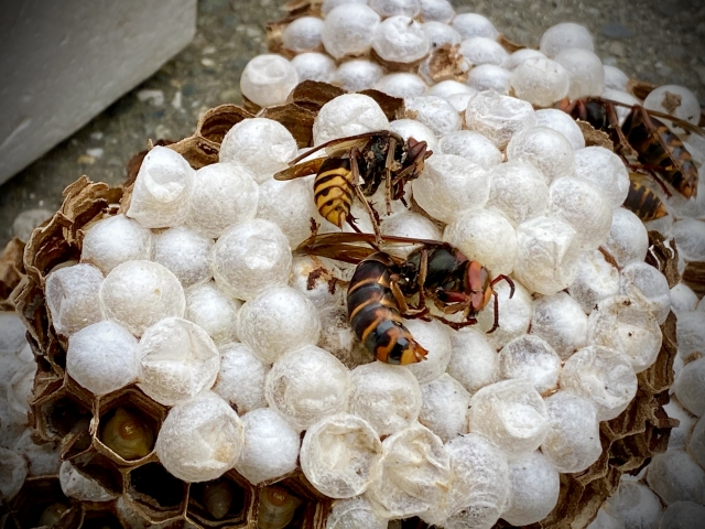 「竹原市東野町」スズメバチ駆除の画像イメージ