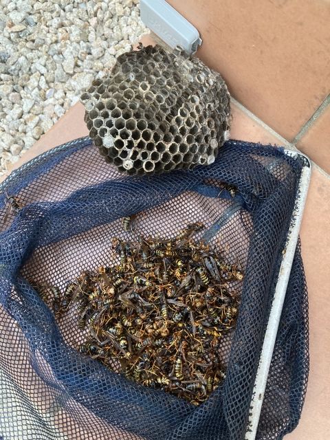 「阿蘇市小池」コガタスズメバチ駆除の画像イメージ