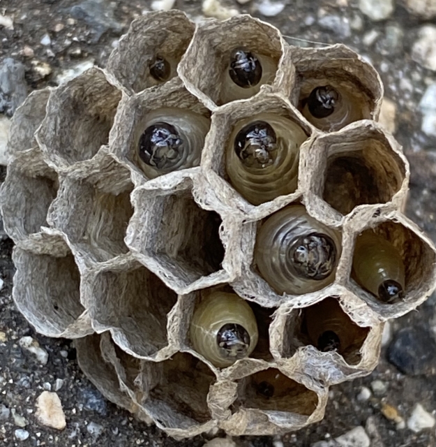 「美作市上相」ミツバチ駆除の画像イメージ