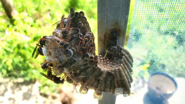 「南相馬市鹿島区橲原」スズメバチ駆除の画像イメージ