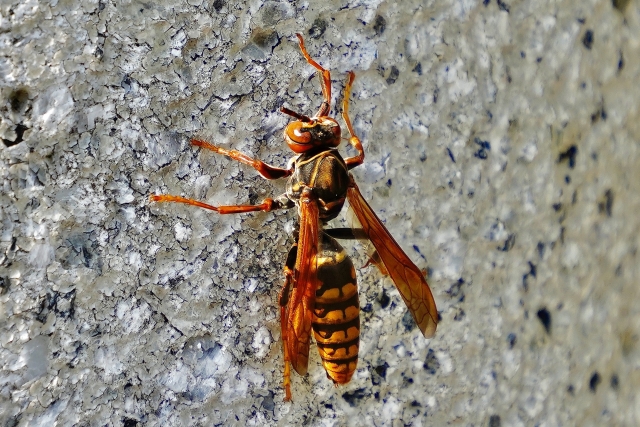「萩市三見」スズメバチ駆除の画像イメージ
