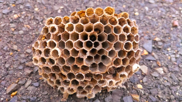 「別府市実相寺」ヒメスズメバチ駆除の画像イメージ