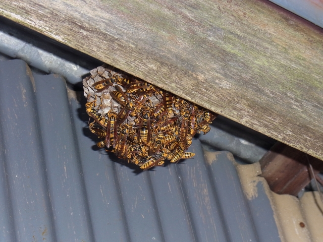 「田村市都路町古道」ヒメスズメバチ駆除の画像イメージ