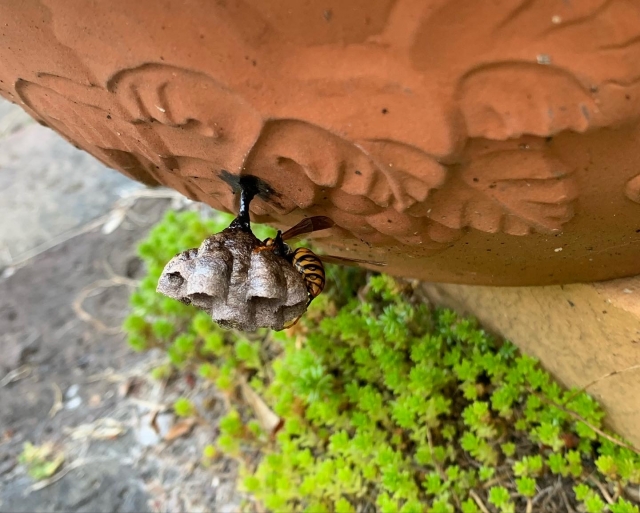 「宇城市松橋町豊福」コガタスズメバチ駆除の画像イメージ