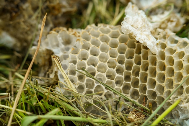 「呉市安浦町中畑」ミツバチ駆除の画像イメージ