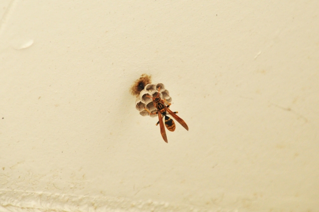 「いわき市四倉」ミツバチ駆除の画像イメージ