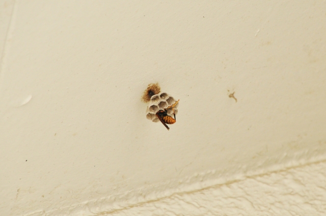 「別府市鶴見」キイロスズメバチ駆除の画像イメージ
