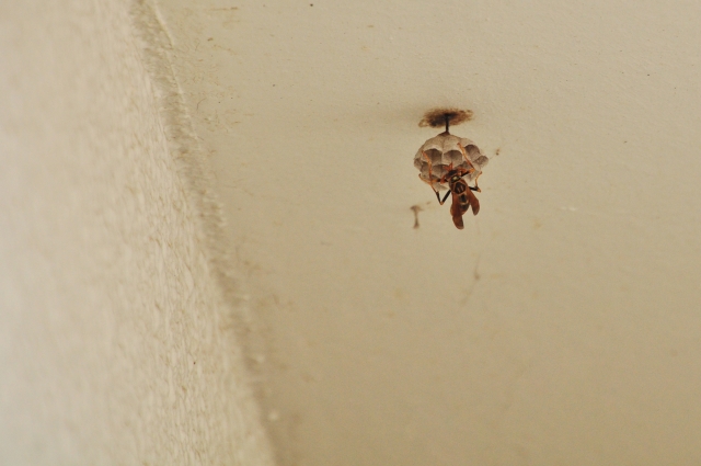 「倉敷市大島」コガタスズメバチ駆除の画像イメージ