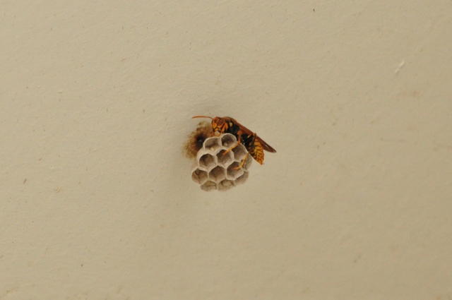 「別府市東荘園」アシナガバチ駆除の画像イメージ