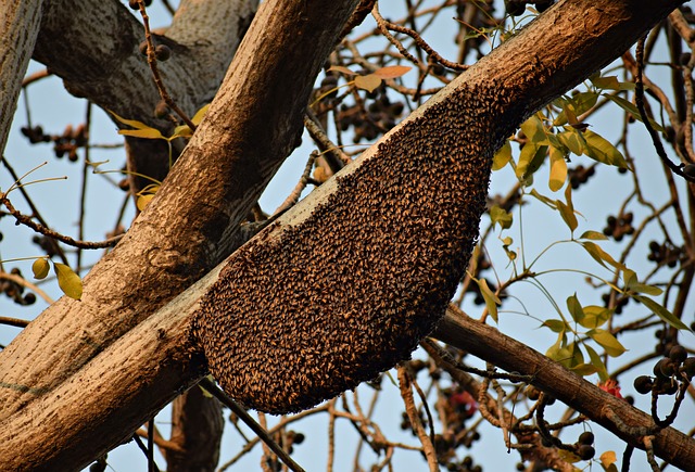「玉野市東七区」ミツバチ駆除の画像イメージ