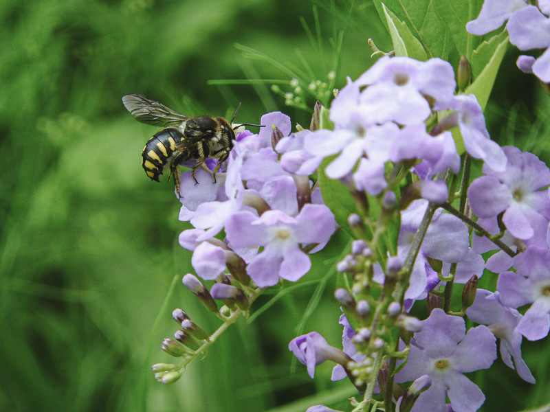 「伊佐市大口針持」ミツバチ駆除の画像イメージ
