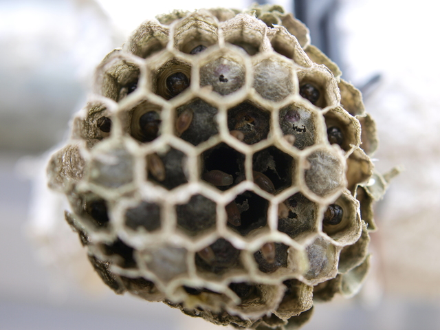 「備前市日生町日生」ミツバチ駆除の画像イメージ