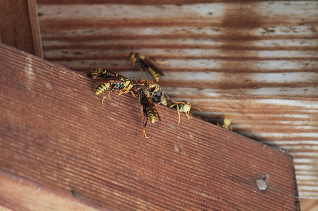 「白河市田島」スズメバチ駆除の画像イメージ