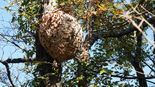 「由布市庄内町高岡」ヒメスズメバチ駆除の画像イメージ