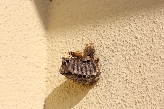 「竹田市荻町政所」アシナガバチ駆除の画像イメージ