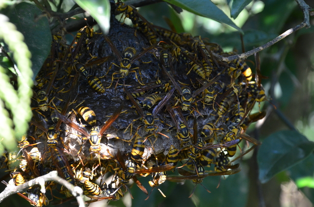 「南九州市川辺町清水」コガタスズメバチ駆除の画像イメージ