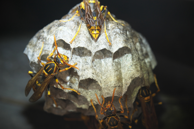 「嬉野市嬉野町不動山」ヒメスズメバチ駆除の画像イメージ