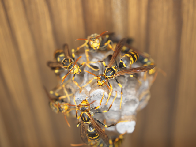 「喜多方市山都町中野」アシナガバチ駆除の画像イメージ