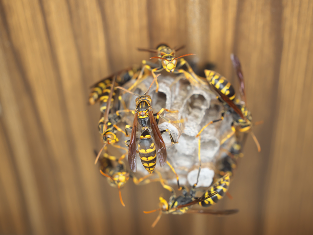 「会津若松市中町」オオスズメバチ駆除の画像イメージ