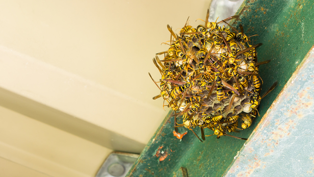 「南九州市頴娃町御領」ヒメスズメバチ駆除の画像イメージ