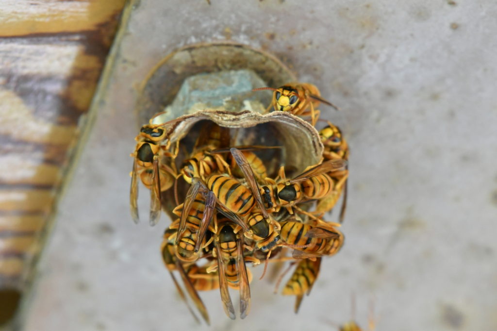 「竹原市新庄町」キイロスズメバチ駆除の画像イメージ
