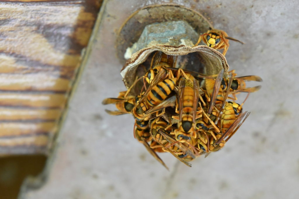 「柳井市柳井津」キイロスズメバチ駆除の画像イメージ