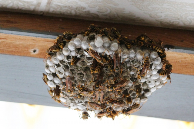 「南相馬市原町区東町」ミツバチ駆除の画像イメージ