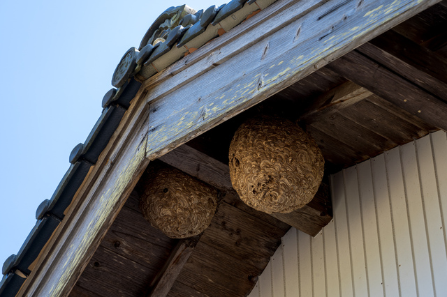 「津山市三浦」ヒメスズメバチ駆除の画像イメージ