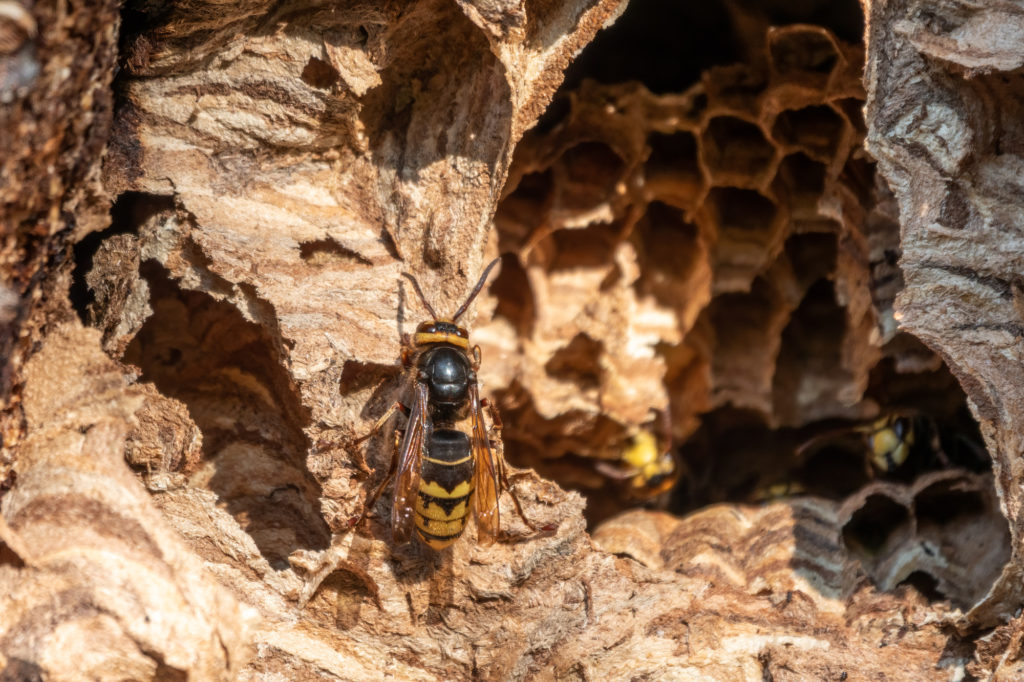 「鹿島市飯田」ヒメスズメバチ駆除の画像イメージ