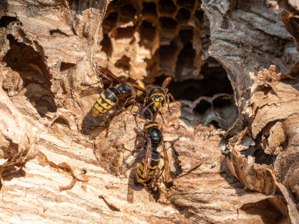 「総社市延原」ミツバチ駆除の画像イメージ